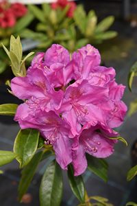 Rhodo Aunt Martha